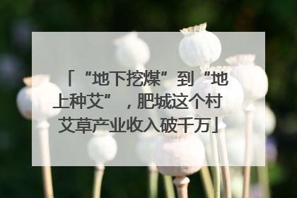 “地下挖煤”到“地上种艾”，肥城这个村艾草产业收入破千万