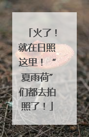 火了！就在日照这里！“夏雨荷”们都去拍照了！