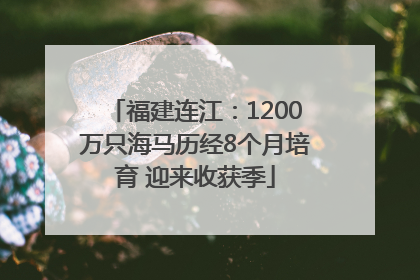 福建连江：1200万只海马历经8个月培育 迎来收获季