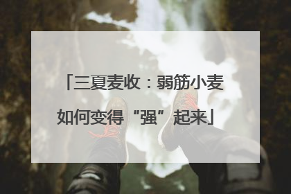 三夏麦收：弱筋小麦如何变得“强”起来