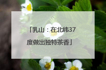 乳山：在北纬37度做出独特茶香