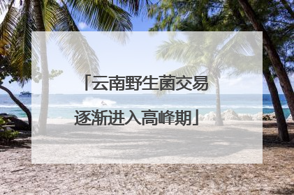 云南野生菌交易逐渐进入高峰期