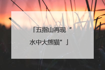 五指山再现“水中大熊猫”