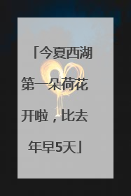 今夏西湖第一朵荷花开啦，比去年早5天