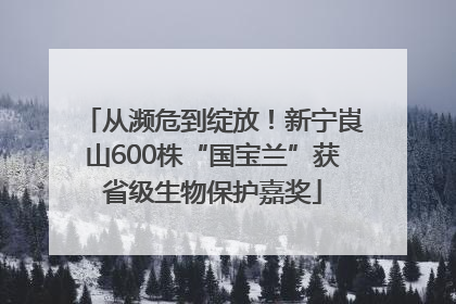 从濒危到绽放！新宁崀山600株“国宝兰”获省级生物保护嘉奖