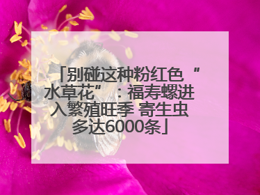 别碰这种粉红色“水草花”：福寿螺进入繁殖旺季 寄生虫多达6000条