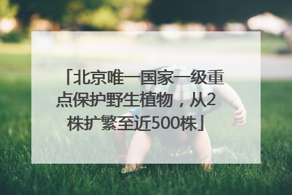 北京唯一国家一级重点保护野生植物，从2株扩繁至近500株
