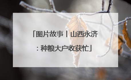 图片故事丨山西永济：种粮大户收获忙