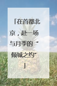 在首都北京，赴一场与月季的“倾城之约”