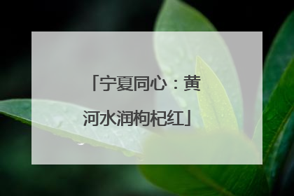 宁夏同心：黄河水润枸杞红