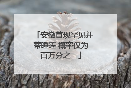 安徽首现罕见并蒂睡莲 概率仅为百万分之一