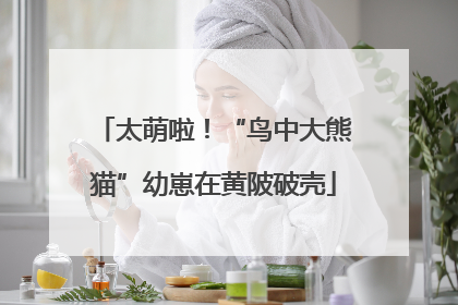 太萌啦！“鸟中大熊猫”幼崽在黄陂破壳