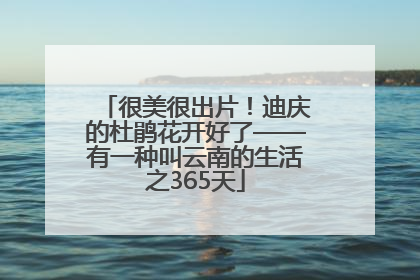 很美很出片！迪庆的杜鹃花开好了——有一种叫云南的生活之365天