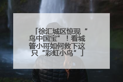 徐汇城区惊现“鸟中国宝”！看城管小哥如何救下这只“彩虹小鸟”