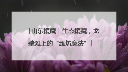 山东援藏｜生态援藏，戈壁滩上的“潍坊魔法”