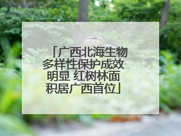 广西北海生物多样性保护成效明显 红树林面积居广西首位