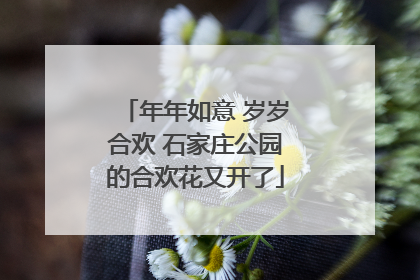 年年如意 岁岁合欢 石家庄公园的合欢花又开了