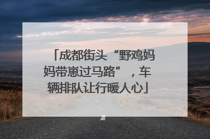 成都街头“野鸡妈妈带崽过马路”，车辆排队让行暖人心