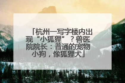 杭州一写字楼内出现“小狐狸”？兽医院院长：普通的宠物小狗，像狐狸犬