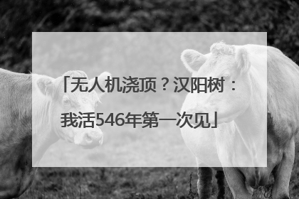 无人机浇顶？汉阳树：我活546年第一次见