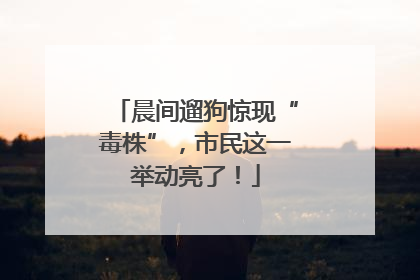 晨间遛狗惊现“毒株”，市民这一举动亮了！