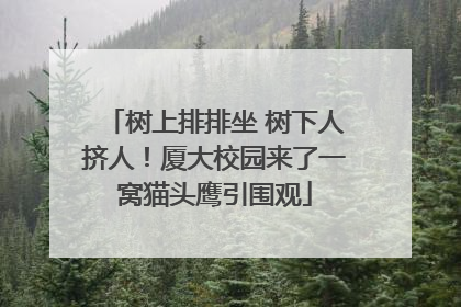 树上排排坐 树下人挤人！厦大校园来了一窝猫头鹰引围观