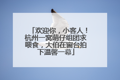 欢迎你，小客人！杭州一窝萌仔组团求喂食，大伯在窗台拍下温馨一幕