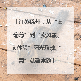 江苏徐州：从“卖葡萄”到“卖风景、卖体验”阳光玫瑰“葡”就致富路