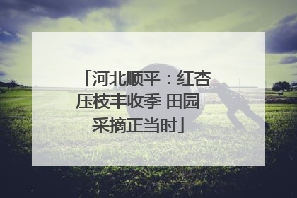 河北顺平：红杏压枝丰收季 田园采摘正当时