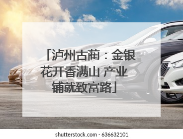 泸州古蔺：金银花开香满山 产业铺就致富路