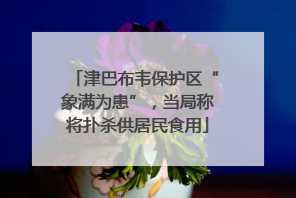津巴布韦保护区“象满为患”，当局称将扑杀供居民食用