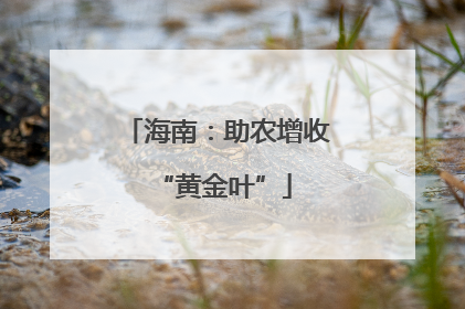海南：助农增收 “黄金叶”
