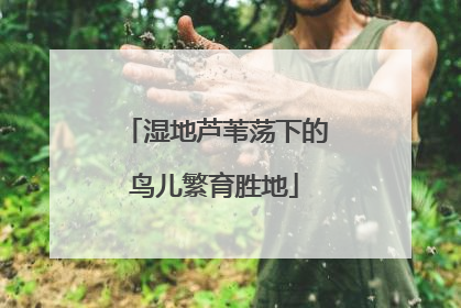 湿地芦苇荡下的鸟儿繁育胜地