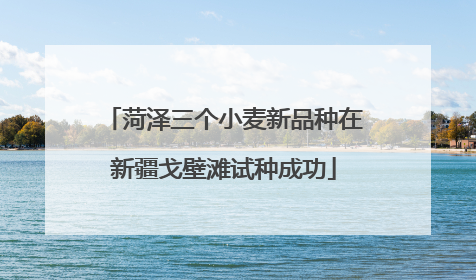 菏泽三个小麦新品种在新疆戈壁滩试种成功