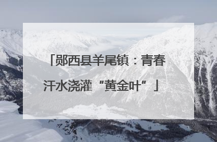 郧西县羊尾镇：青春汗水浇灌“黄金叶”