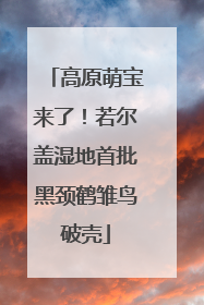 高原萌宝来了！若尔盖湿地首批黑颈鹤雏鸟破壳