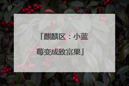 麒麟区：小蓝莓变成致富果