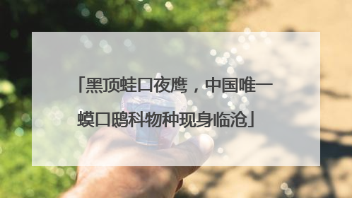 黑顶蛙口夜鹰，中国唯一蟆口鸱科物种现身临沧