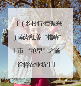 （乡村行·看振兴）南湖红菱“错峰”上市 “抢早”之道诠释农业新生