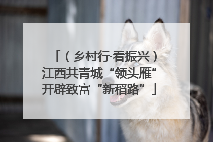 （乡村行·看振兴）江西共青城“领头雁”开辟致富“新稻路”
